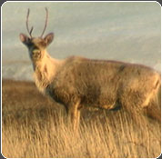 Caribou in field